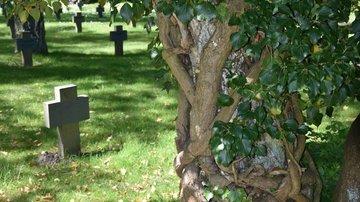 Neuer Friedhof (Frühling) - Hansestadt Rostock (Kalenderwettbewerb 2019)